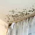 How to Prevent Mold Growth in Your Home: Best Practices